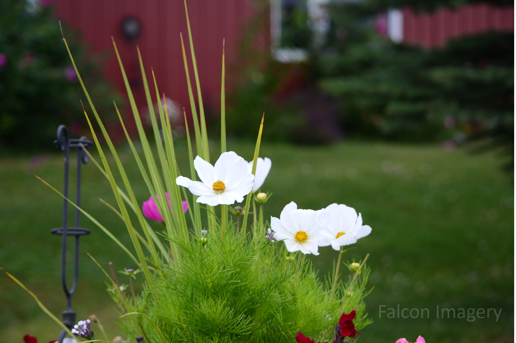 Flower - Wasilla, Alaska